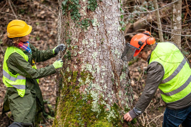 How Our Tree Care Process Works  in  Medford, NY