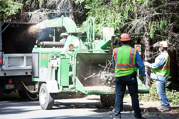 Tree and Shrub Care in Medford, NY